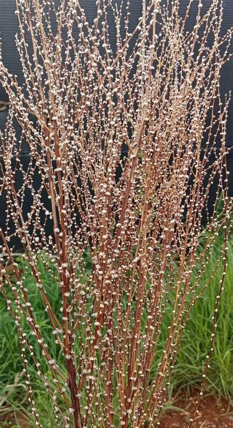 2021 New Dried Flowers/snow Willow/flower Arrangement/willow | Etsy