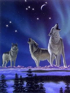 Wolves Wallpaper Gif - Wolf GIF - Wolf - Discover & Share GIFs | Siyah kurtlar ... - Many images ...