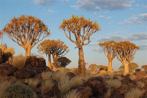 Quiver Tree Forest, Namibia | Amusing Planet