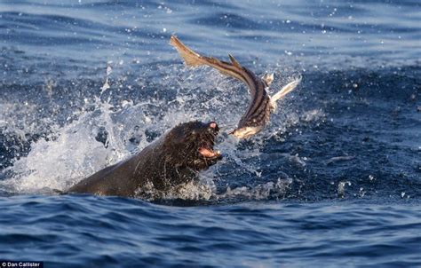 Great White sharks hunt seals in South Africa | Daily Mail Online