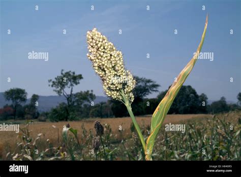 Jawar crop. Rural Maharashtra, India Stock Photo - Alamy