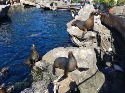 Feeding the Animals at SeaWorld Orlando - The Orlando Duo