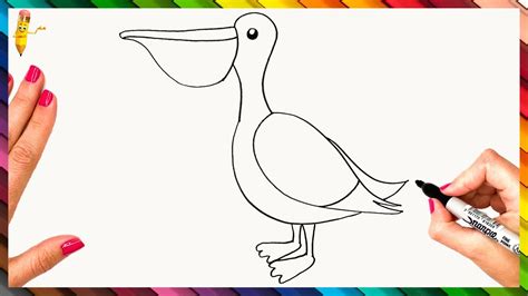 How To Draw A Pelican Step By Step - Pelican Drawing Easy