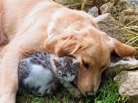 Cat and dog, best friends. – Newell Veterinary Services