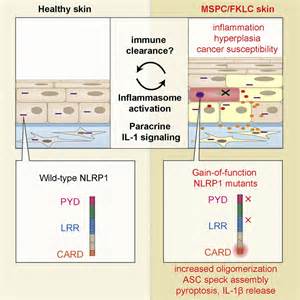 Germline NLRP1 Mutations Cause Skin Inflammatory and Cancer Susceptibility Syndromes via ...