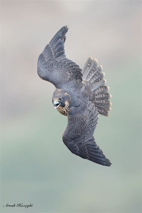 Falcon high speed dive | Animals, Animal photography, Pet birds