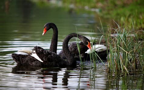 Black Swan Picture - Image Abyss