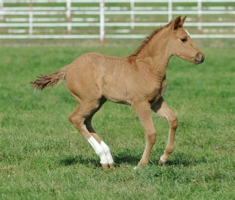 Baby Quarter Horse Foals