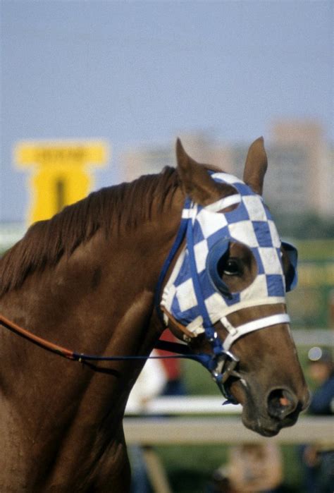 Secretariat at the Preakness. Secretariat Horse, Thoroughbred Racehorse ...