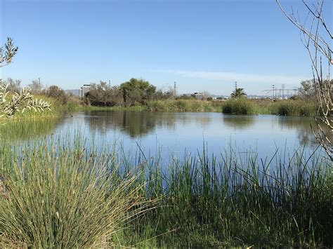 Freshwater Marsh Plants