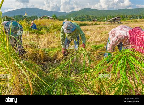 HARVESTING RICE IN THAILAND. During harvest season, farmers would harvest their rice using sharp ...