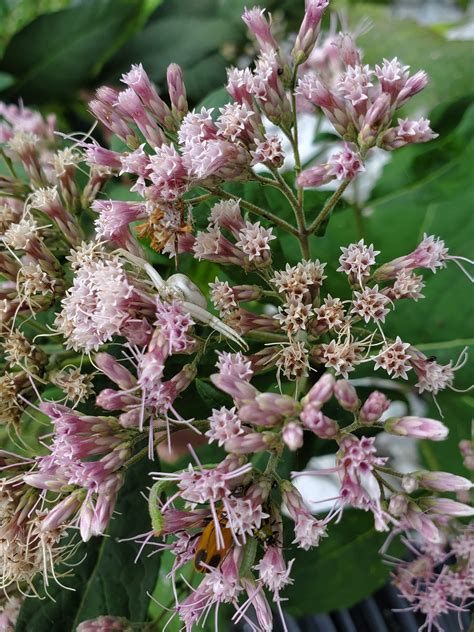 Joe Pye Weed Seeds - Etsy