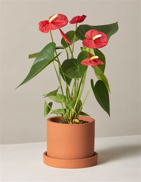 Anthurium Red Plant - Nestreeo.com