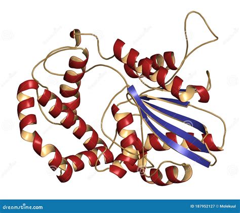 Prostatic Acid Phosphatase PAP Protein. Biomarker of Prostate Cancer Stock Illustration ...