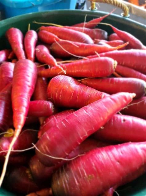 Purple Dragon carrots | McDougal's Farm, LLC