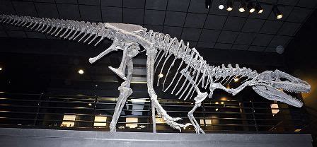 10 Interesting Facts about Allosaurus | 10 Interesting Facts