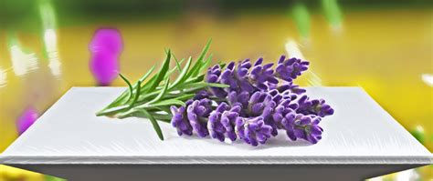 Lavender Plant Benefits - nanifootball