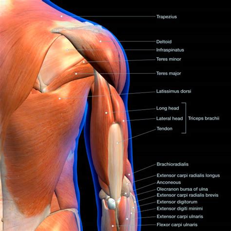 Best Muscle Anatomy With Labels Stock Photos, Pictures & Royalty-Free ...