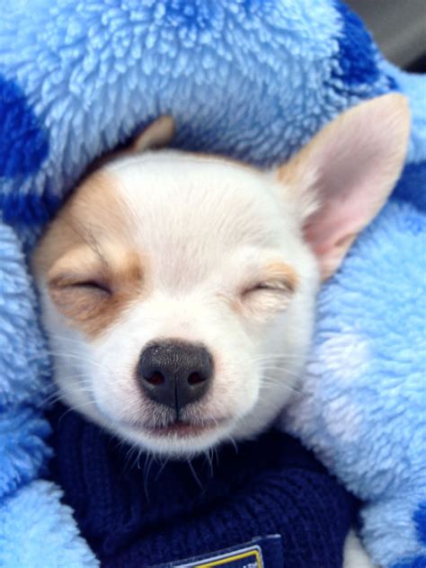 Shhhh....I'm sleeping. Chihuahua puppy Reilly. | Chihuahua puppies, Chihuahua love, Kittens and ...