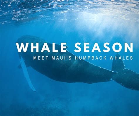 When is Whale Watching Season in Maui Hawaii