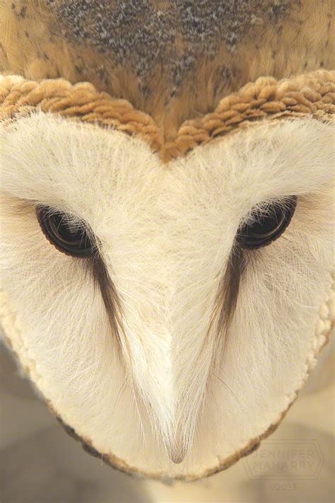 Cute Barn Owl Face