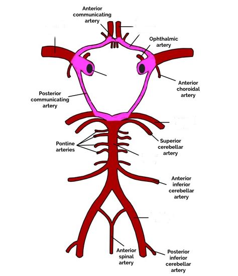Circle of Willis Diagram | Quizlet