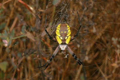 Argiope aurantia - The Golden Orb Weaver aka Yellow Garden Spider aka Corn Spider aka Black ...