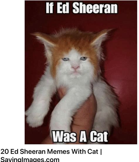 Clean Cat Memes That Are Actually Funny - Funny cat meme name fridge magnet 5' x 3.5'.
