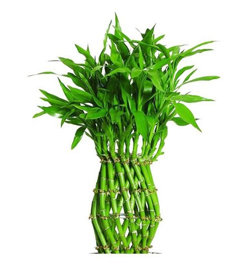 Religiouskart Lucky Feng Shui Bamboo Plant Curved: Buy Religiouskart Lucky Feng Shui Bamboo ...