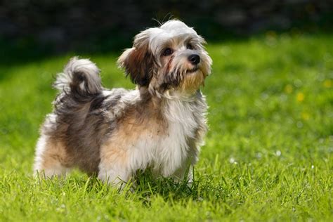 How to Potty Train a Havanese: 6 Steps & FAQs | Hepper