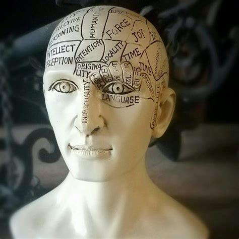 Phrenology Head, Vintage Medical Phrenology Bust, Oddities, Curiosities - Oddities For Sale