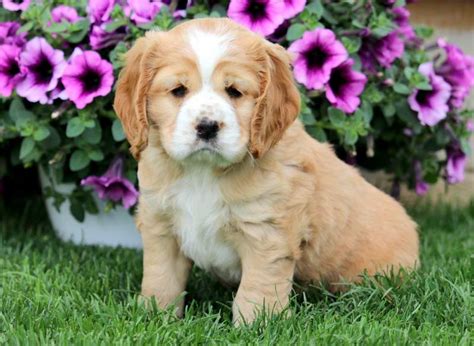 Cocker Spaniel Mix Puppies for Sale - Keystone Puppies