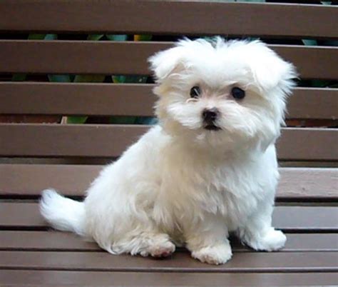 Maltese puppies breeders- puppy breeders, maltese puppies - Funny Pictures