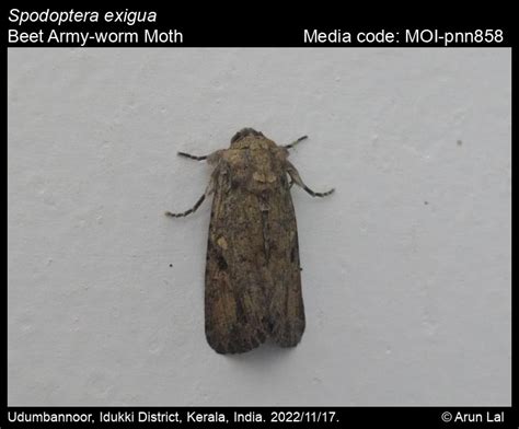 Spodoptera exigua (Hübner, [1808]) - Beet Army-worm Moth | Moths