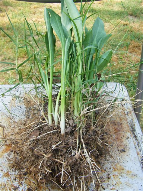 Red Dirt Memories: How to Divide & Pot Calla Lilies & Other Rhizome Plants