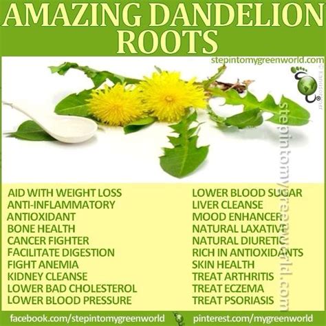 Benefits Of Dandelion Root | Herbs, Lower blood pressure, Natural health