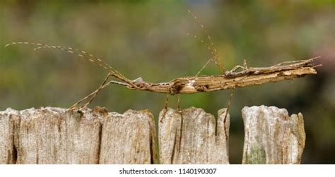 693 Baby Stick Insect Images, Stock Photos & Vectors | Shutterstock