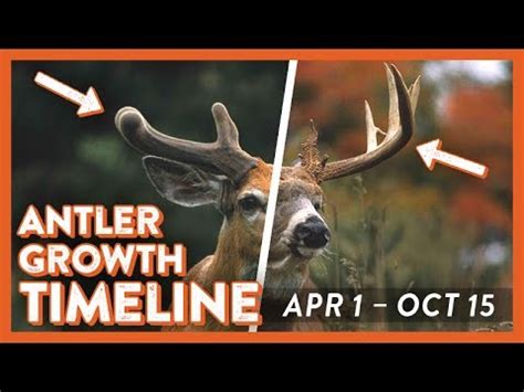 Whitetail Deer Antler Growth Timeline - YouTube