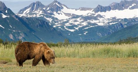 Your Guide to Animals in GNP - Glacier Highline