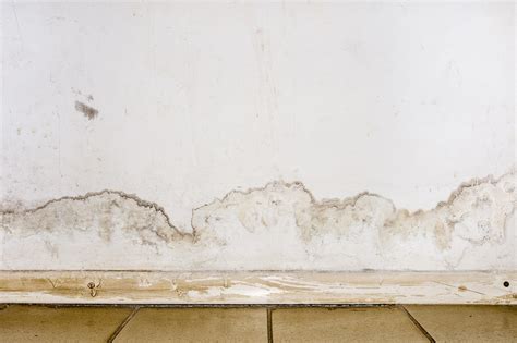 Got Mold? 4 Ways to Assess Your Mold Risk | Mold Solutions