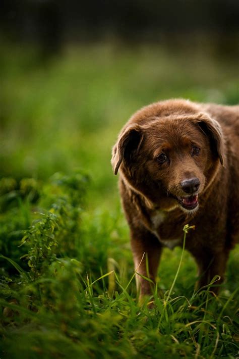 The World’s Oldest Dog is Turning 31. Here’s What The Owner Says Helped ...