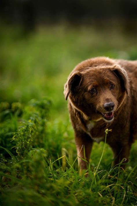 World's Oldest Dog Bobi Dies At 31