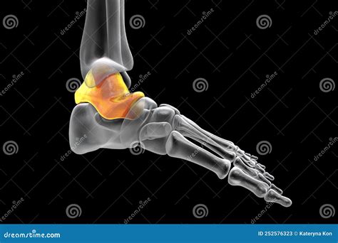 Human Foot Anatomy. Talus Bone of the Foot Stock Illustration ...