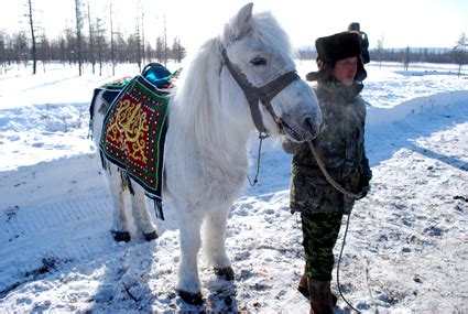 Yakutian Horse Information, Origin, History, Pictures