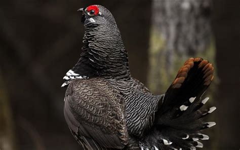 Field trip provides rare glimpse of spruce grouse mating ritual