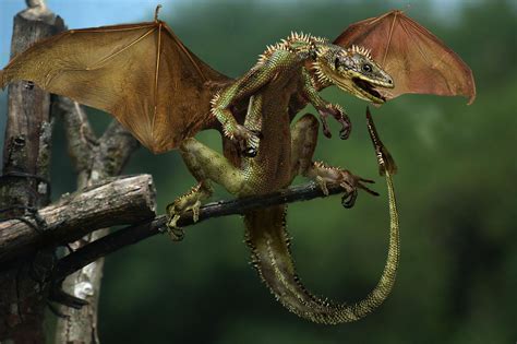 real dragons found alive - Google Search | Fantasy creatures, Dragon ...