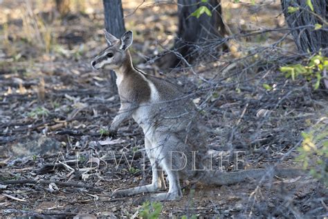 Australian Nature Photography | Australian wildlife