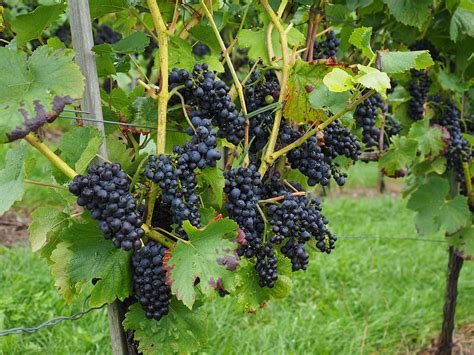 HD wallpaper: grapes, berries, wine berries, blue, pods, vines, vitis, fruits | Wallpaper Flare