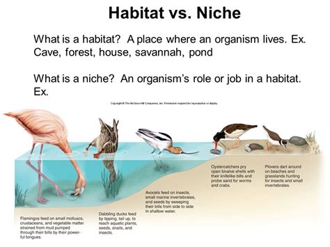 Niche Vs Habitat Definition Examples Differences And Diagrams - Riset