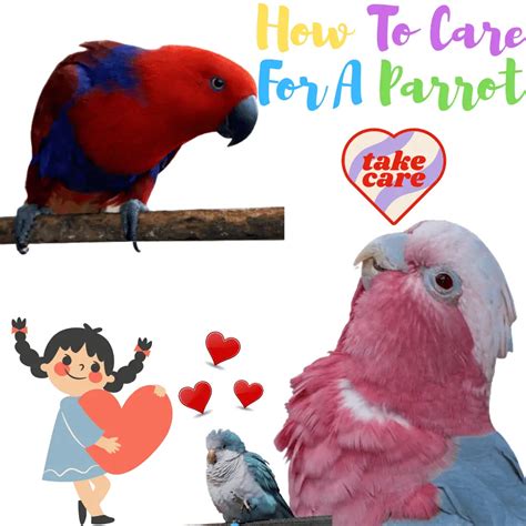 How to care for a parrot - All you need to know about care for parrots